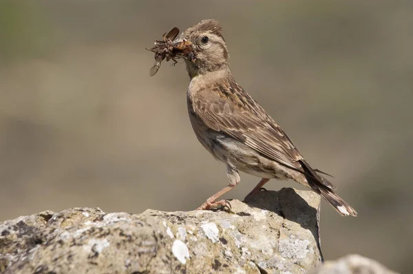 Rock Sparrow - Petronia petronia with insects in its beak — Stock Photo, Image