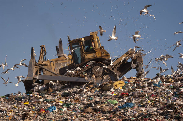 Seagulls flying in the trash 