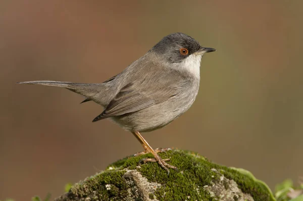 Sylvia melanocephala-sardiska sångare i sin naturliga miljö — Stockfoto