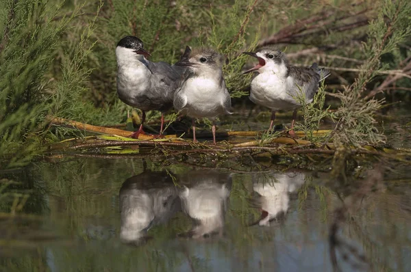 Whiskered tern - Chlidonias hybridus adult with pups and reflect — Stock Photo, Image