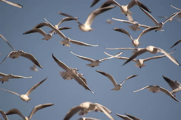 Um bando de gaivotas de cabeça preta, Chroicocephalus Ridibundus voando Imagens Royalty-Free