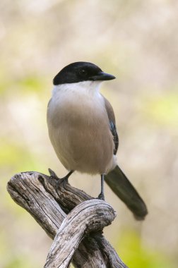 Bir dalüzerinde masmavi kanatlı saksağan Cyanopica cyanus
