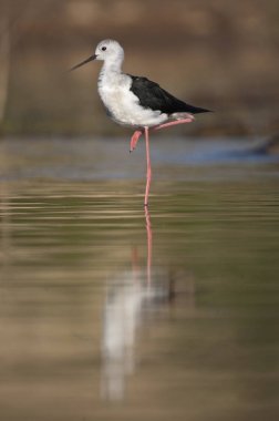 Siyah kanatlı Stilt - Himantopus himantopus doğal habita