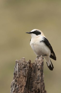 Siyah kulaklı Wheatear - Oenanthe hispanica kuru bir gövde üzerinde tünemiş