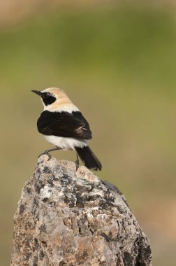 Kara kulaklı Wheatear - Oenanthe Hispanica bir kaya üzerinde tünemiş 