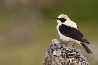Kara kulaklı Wheatear - Oenanthe Hispanica bir kaya üzerinde tünemiş 