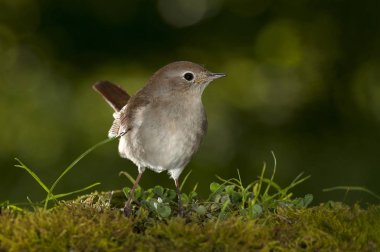 ortak Nightingale - Luscinia megarhynchos portre