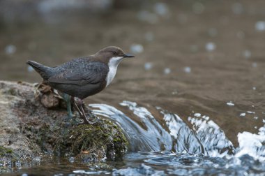 Dipper - Cinclus cinclus nehirde kaya üzerinde tek kuş - t