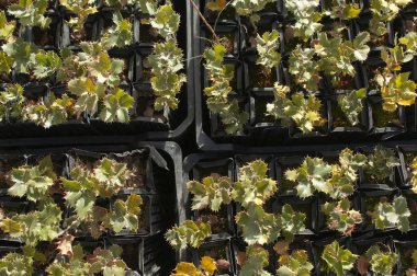 Ağaçlandırma ağacı için fidanlıkta Quercus ilex 