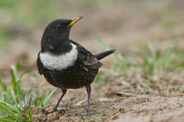 RING OUZEL - Turdus torquatus perched on the ground clipart