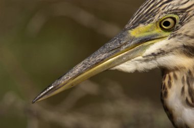 Squacco Heron - Doğal habita Ardeola ralloides portre