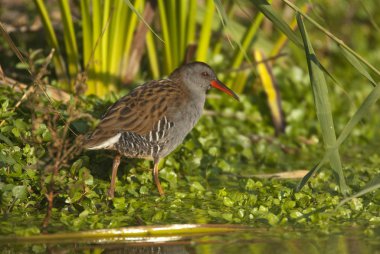 Su demiryolu - Rallus aquaticus - su kuşu 