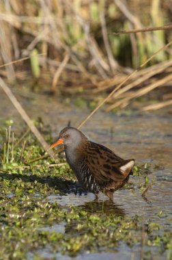 Su demiryolu - Rallus aquaticus - su kuşu 