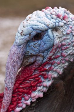 Wild Turkey - Meleagris Dörtnala Erkek 