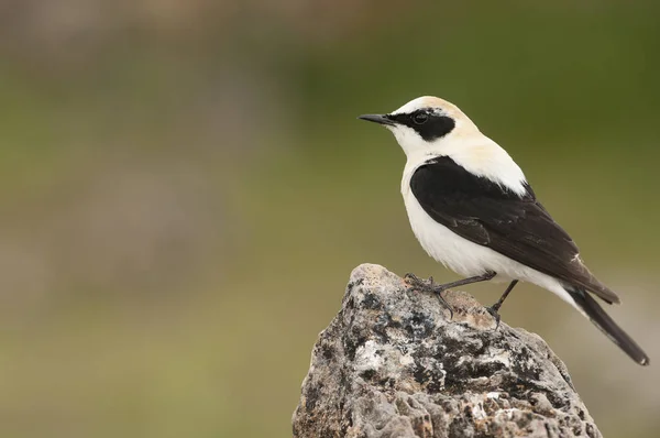 Black-eared Wheatear - Oenanthe hispanica perched on a rock — Stock Photo, Image