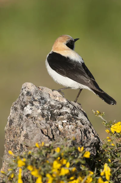 Black-eared Wheatear - Oenanthe hispanica perched on a rock with — Stock Photo, Image