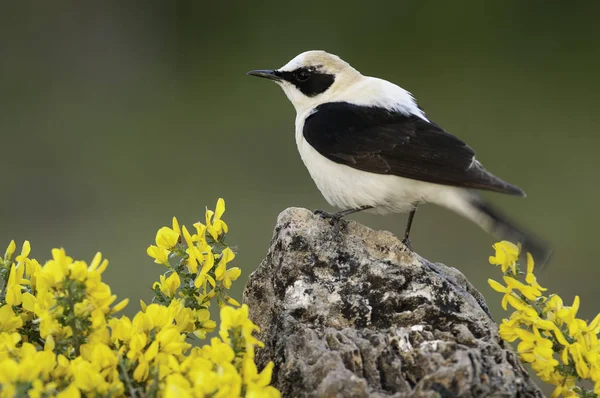 Black-eared Wheatear - Oenanthe hispanica perched on a rock with — Stock Photo, Image