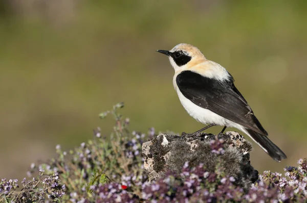 Black-eared Wheatear - Oenanthe hispanica perched on a rock with — Stock Photo, Image