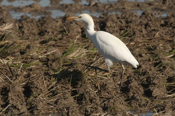 Cattle Egret - Bubulcus ibis looking for food in a field — Stock Photo, Image