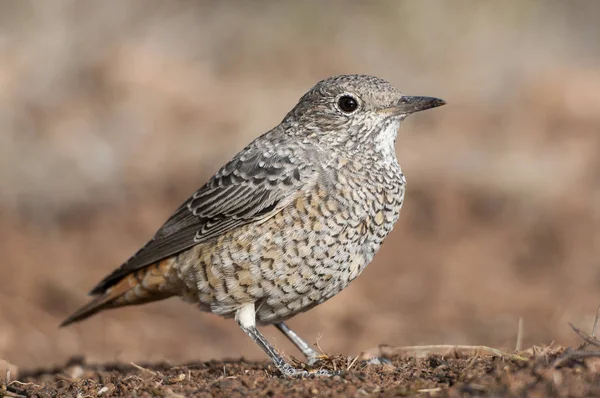 Zorzal común de roca - Monticola saxatilis hembra en el suelo — Foto de Stock