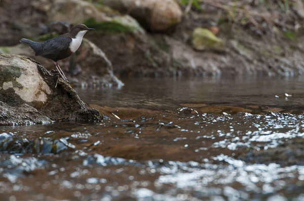 Dipper - cinclus cinclus einzelner Vogel auf Felsen im Fluss - in t — Stockfoto