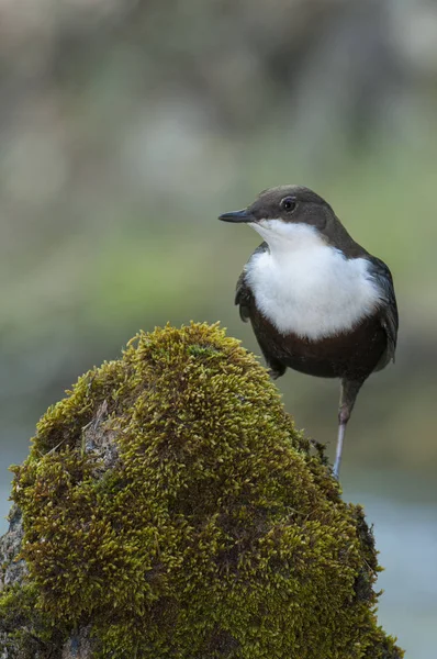 Dipper - Cinclus cinclus single bird on rock in the river - in t — Stock Photo, Image