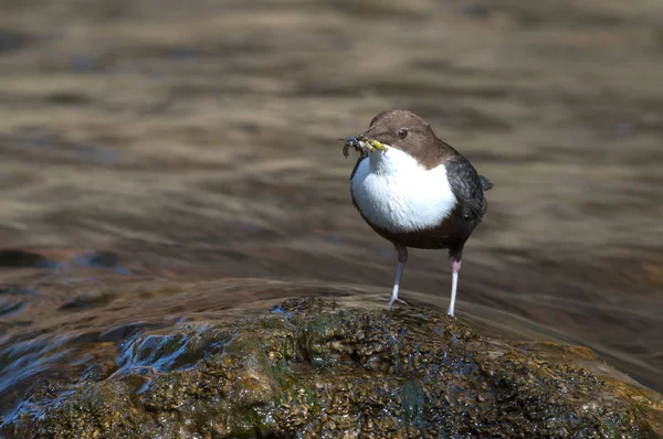 Dipper - Cinclus cinclus single bird on rock with food in its be