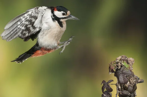 Létající velký Woodpecker-Dendrokopos Major — Stock fotografie