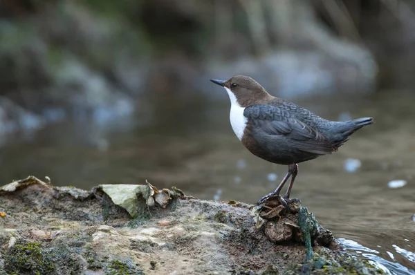 Ковш - Cinclus cinclus single bird on rock in the river - in t — стоковое фото