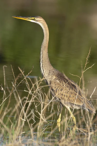 Czapa fioletowa w naturalnym siedlisku-Ardea purpurea — Zdjęcie stockowe