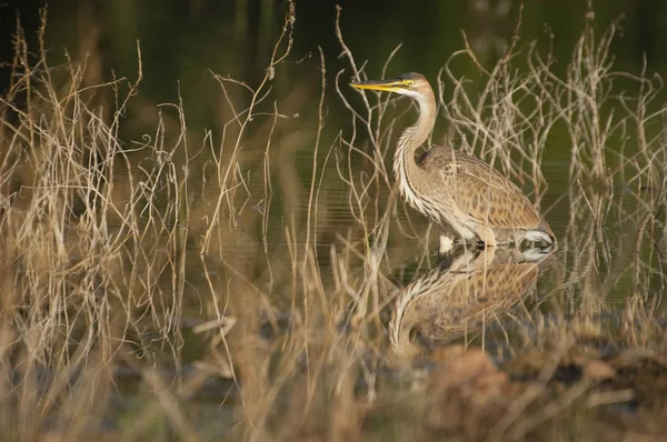 Пурпурная цапля в естественной среде обитания - ardea purpurea — стоковое фото