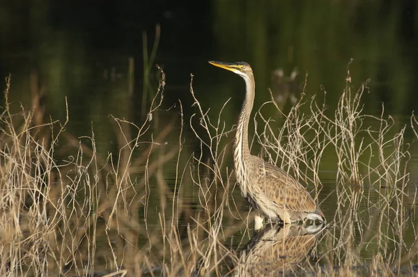 Пурпурная цапля в естественной среде обитания - ardea purpurea — стоковое фото