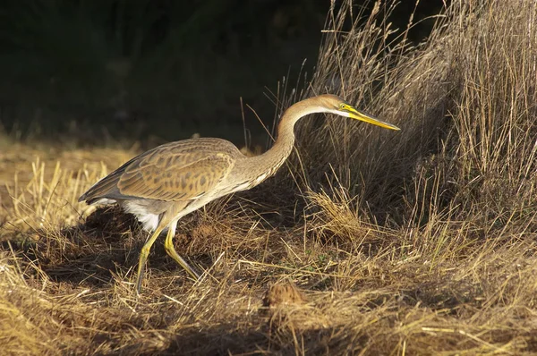 Пурпурная цапля в естественной среде обитания - ardea purpurea — стоковое фото