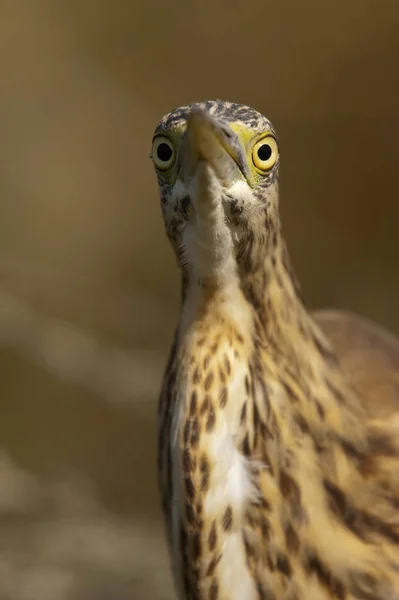 Czapli squacco-Ardeola ralloides portret w jego naturalnym Habita — Zdjęcie stockowe