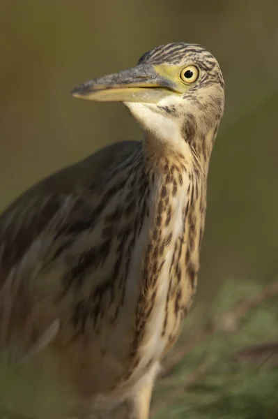 Squacco Heron-Ardeola ralloides portrét ve své přirozené habitě — Stock fotografie