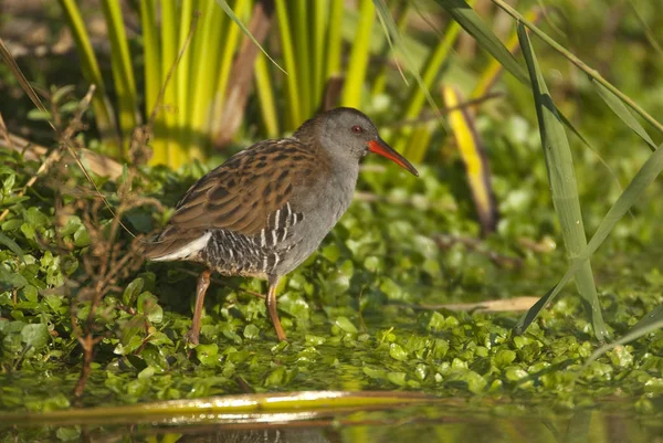 Su demiryolu - Rallus aquaticus - su kuşu — Stok fotoğraf