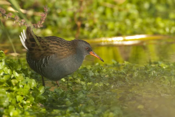 Su demiryolu - Rallus aquaticus - su kuşu 