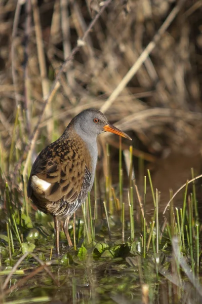 Water rail - Rallus aquaticus - aquatic bird — Stock Photo, Image