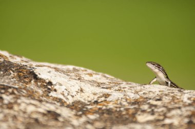 Psammodromus grande - Psammodromus algirus - reptile lizard sunn