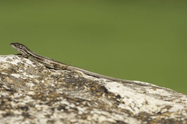 Psammodromus grande - Psammodromus algirus - reptile lizard sunn