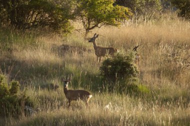 üç vahşi karaca - capreolus capreolus - erkek dişi ve bree