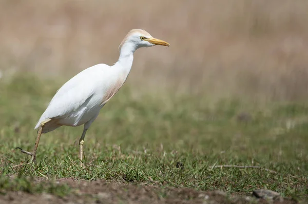 Egret bydła szukasz jedzenia na trawie-Bubulcus ibis — Zdjęcie stockowe