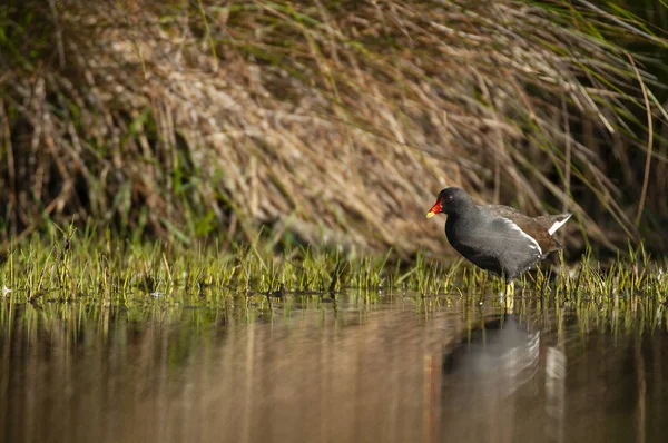 Um Moorhen comum (Gallinula chloropus) que anda através da água — Fotografia de Stock