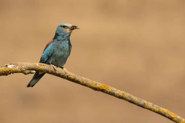 Европейский роллер, сидящий на веточке - Coracias garrulus — стоковое фото