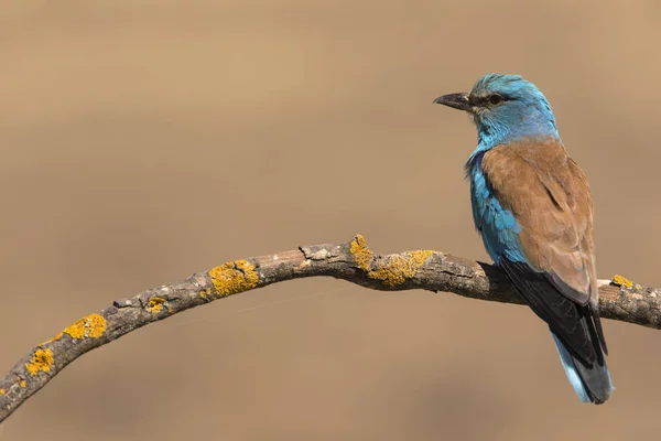 Европейский роллер, сидящий на веточке - Coracias garrulus — стоковое фото