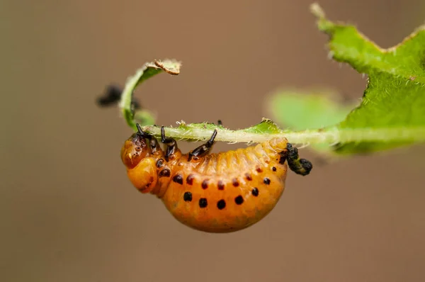 Larwa z chrząszcz Colorado-Leptinotarsa decemlineata say-potat — Zdjęcie stockowe