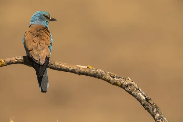 Европейский роллер, сидящий на веточке - Coracias garrulus — стоковое фото