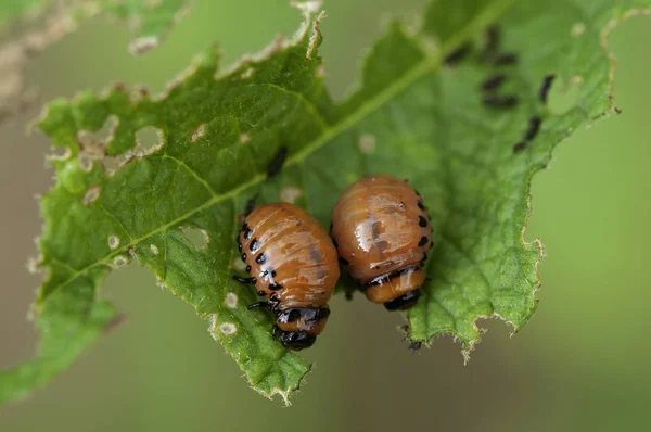 Larwa z chrząszcz Colorado-Leptinotarsa decemlineata say-potat — Zdjęcie stockowe