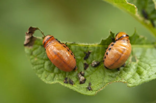 Larwa z chrząszcz Colorado-Leptinotarsa decemlineata say-potat — Zdjęcie stockowe