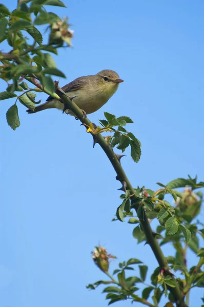 Warbler melodioso - Hippolais polyglotta - empoleirado em um ramo — Fotografia de Stock